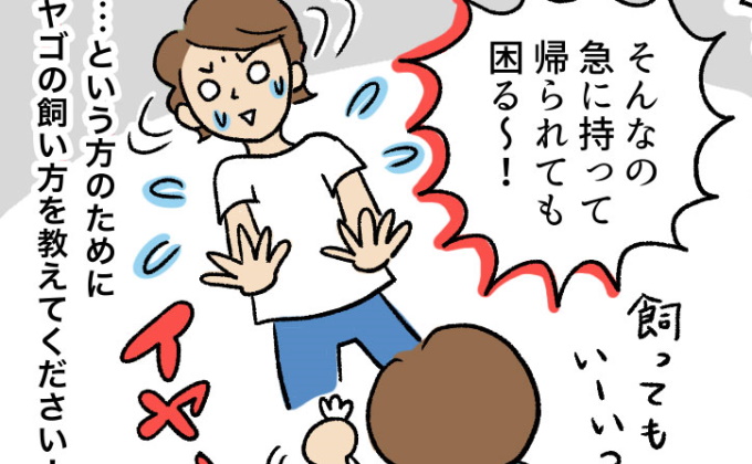 学校から持ち帰るヤゴ どうやって飼育したらいい マンガでわかる おっかなびっくり飼育 2 Kodomoe コドモエ 親子時間 を楽しむ子育て情報が満載