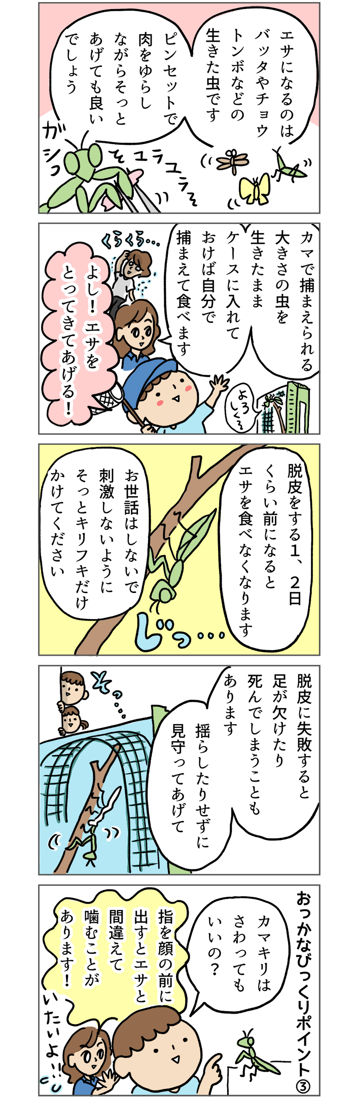子どもに人気のカマキリ 虫苦手ママが気をつけるべき飼育のポイントは マンガでわかる おっかなびっくり飼育 10 Kodomoe コドモエ 親子時間 を楽しむ子育て情報が満載 子どもに人気のカマキリ 虫苦手ママが気をつけるべき飼育のポイントは マンガでわかる おっかなびっくり飼育 10 Kodomoe コドモエ 親子時間 を楽しむ子育て情報が満載