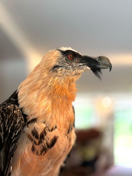 「これくらいなら丸のみです」ドイツ最大の野生の鳥ヒゲワシを見るツアーへ【教えて！世界の子育て～ドイツ～】の画像3