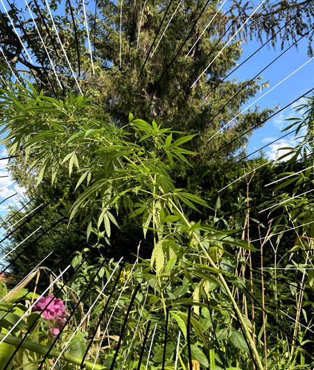 「このニオイは大麻だよ」なんて話を我が子にする日が来るなんて。大麻が合法になってしまったドイツより【教えて！世界の子育て～ドイツ～】の画像3