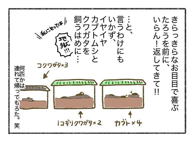 盛り上がる「祖父と息子（男たち）」、うんざりする母。クワガタとの一冬の思い出【まいにちてんてこまい・19】の画像4