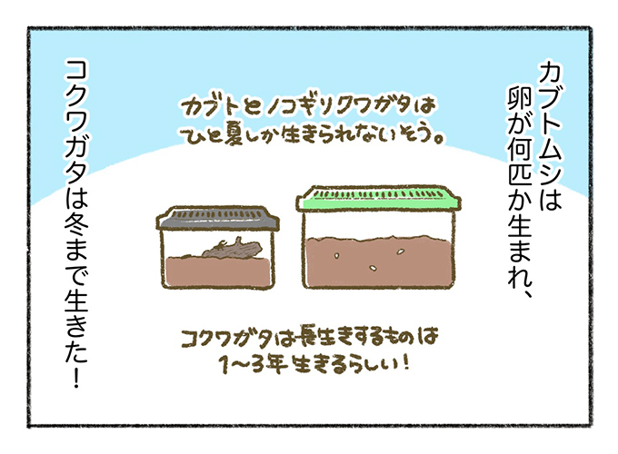 盛り上がる「祖父と息子（男たち）」、うんざりする母。クワガタとの一冬の思い出【まいにちてんてこまい・19】の画像6