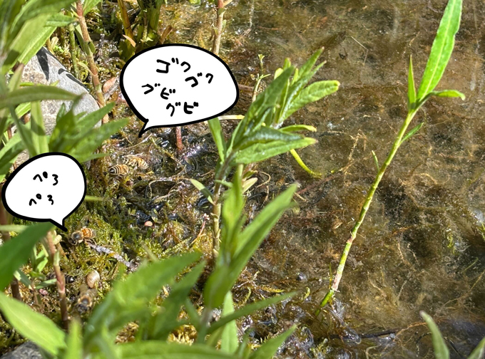 ドイツで子育てする中原さんの「ハニーハント」! 娘の誕生日プレゼントは「ハチミツの収穫」!?【教えて!世界の子育て~ドイツ~】の画像12