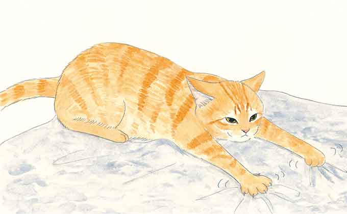 「毛布をずっとふみふみ、もみもみ」「おしりをぐいぐい近づけてくるのはなぜ?」ねこの気持ちが知りたい!【最新号からちょっと見せ】
