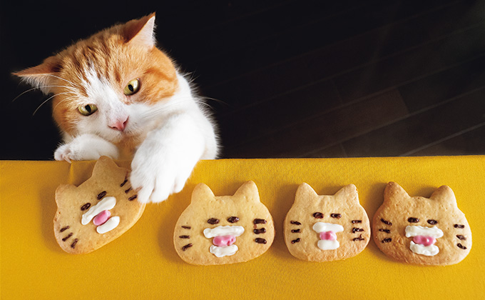 見るだけで幸せになれる「SNSで人気のねこ」大集合!【最新号からちょっと見せ】
