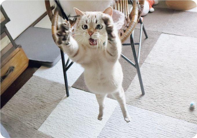 見るだけで幸せになれる「SNSで人気のねこ」大集合!【最新号からちょっと見せ】の画像1