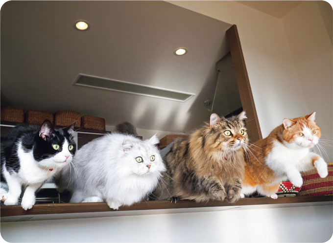 見るだけで幸せになれる「SNSで人気のねこ」大集合!【最新号からちょっと見せ】の画像4