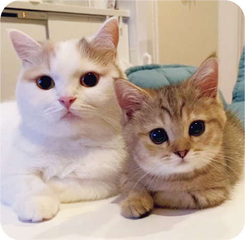 見るだけで幸せになれる「SNSで人気のねこ」大集合!【最新号からちょっと見せ】の画像7