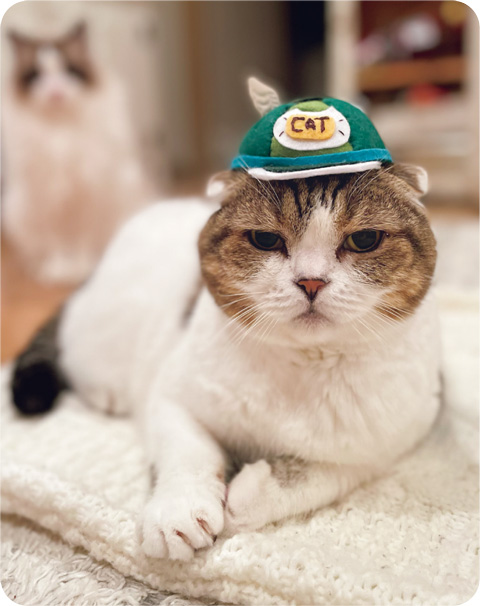 見るだけで幸せになれる「SNSで人気のねこ」大集合!【最新号からちょっと見せ】の画像9