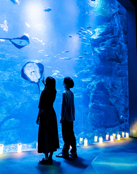 【京都水族館】「夜のすいぞくかん」が7月26日(土)からスタート! 京都の夏は妖怪でひんやり気分にの画像1