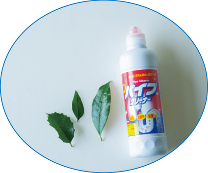 夏休みの宿題にも◎ 葉っぱで作る「葉脈標本」が満足度120％！【最新号からちょっと見せ】の画像2