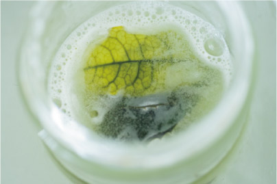 夏休みの宿題にも◎ 葉っぱで作る「葉脈標本」が満足度120％！【最新号からちょっと見せ】の画像4