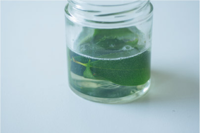 夏休みの宿題にも◎ 葉っぱで作る「葉脈標本」が満足度120％！【最新号からちょっと見せ】の画像3
