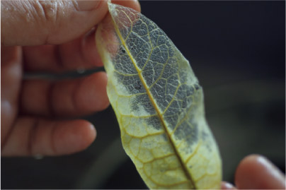 夏休みの宿題にも◎ 葉っぱで作る「葉脈標本」が満足度120％！【最新号からちょっと見せ】の画像6