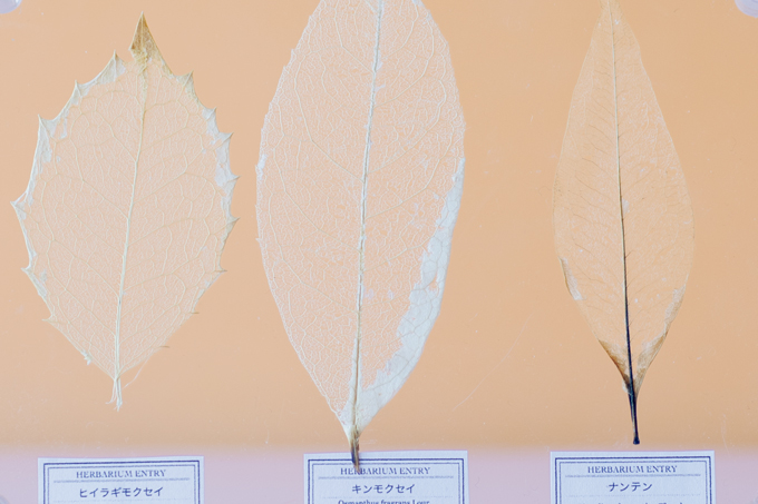 夏休みの宿題にも◎ 葉っぱで作る「葉脈標本」が満足度120％！【最新号からちょっと見せ】