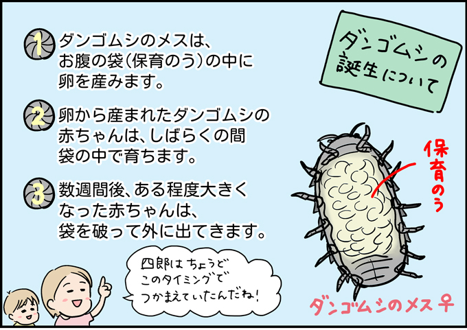 閲覧注意!?「何？ この白いつぶつぶ」四郎の手の中で…生まれました【うちの男子（だんご）4兄弟・25】の画像5