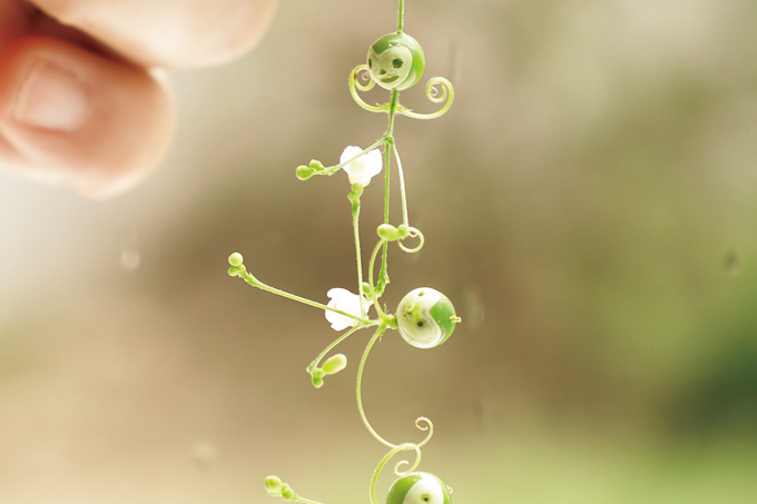 お散歩で遊ぼう♪ 秋の草花「フウセンカズラのさる」の作り方