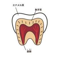 「むし歯ができる4つの条件」とは？ 子どもの歯科専門医が予防策をレクチャー！【最新号からちょっと見せ】の画像4