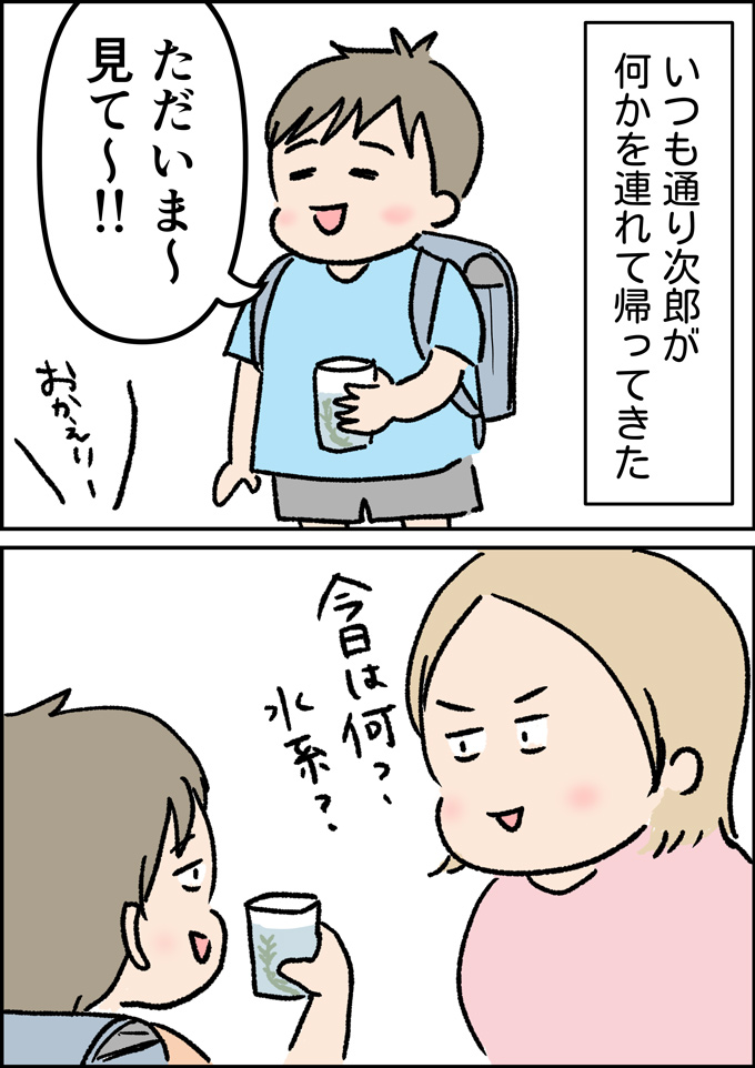 ヤゴを捕まえてきた虫好きっ子と一緒にホームセンターへ。そして突然の出会い!!【うちの男子（だんご）4兄弟・40】の画像1