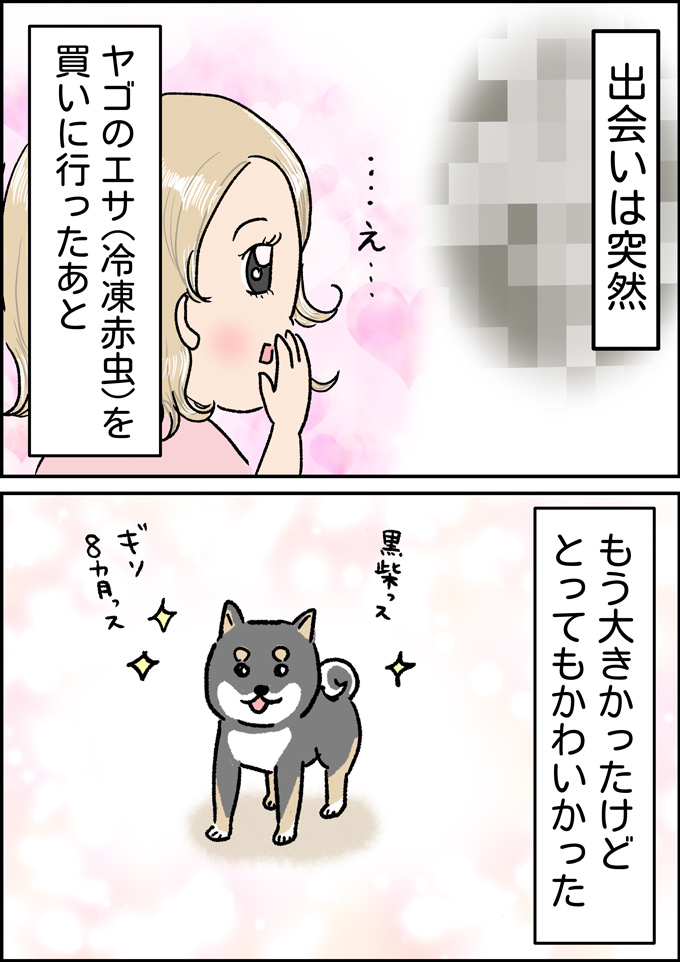 出会いは突然だった。ヤゴのエサを買いに行ったホームセンターで急展開!【うちの男子(だんご)4兄弟・41】の画像1