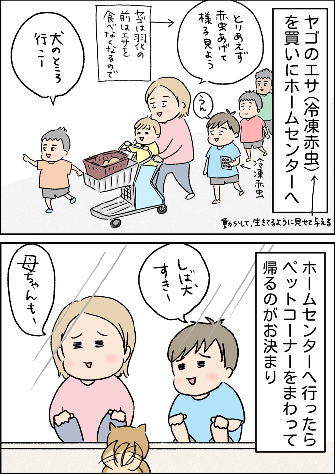 ヤゴを捕まえてきた虫好きっ子と一緒にホームセンターへ。そして突然の出会い!!【うちの男子（だんご）4兄弟・40】の画像3