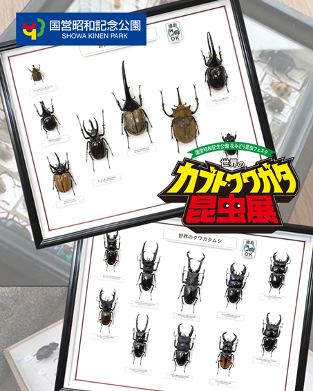 【夏休みは親子で昆虫の世界へ！】昭和記念公園で開催中！「世界のカブト・クワガタ昆虫展」の画像5