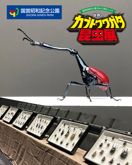 【夏休みは親子で昆虫の世界へ！】昭和記念公園で開催中！「世界のカブト・クワガタ昆虫展」の画像3