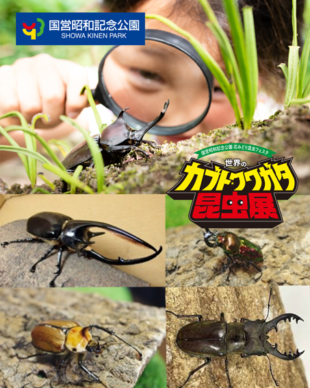 【夏休みは親子で昆虫の世界へ！】昭和記念公園で開催中！「世界のカブト・クワガタ昆虫展」の画像4