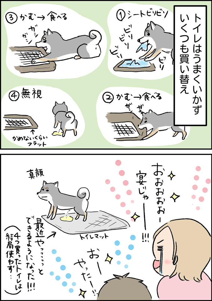 うちの男子5人目が、わが家の一員になった【うちの男子（だんご）4兄弟・44】の画像2