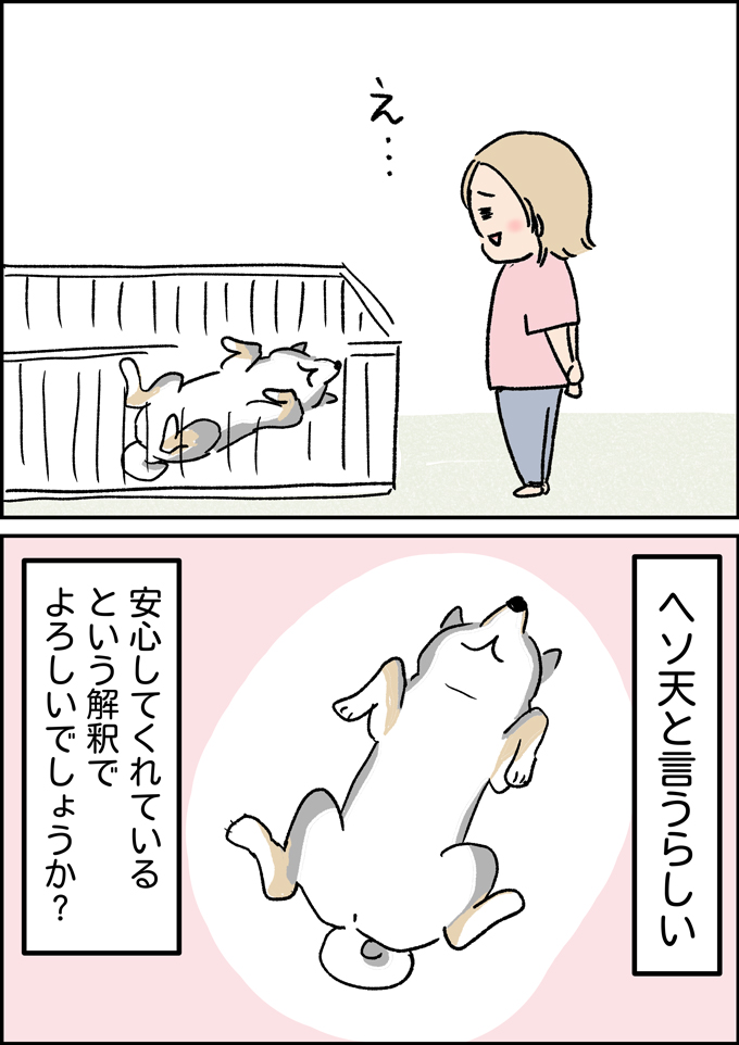 うちの男子5人目が、わが家の一員になった【うちの男子（だんご）4兄弟・44】の画像5